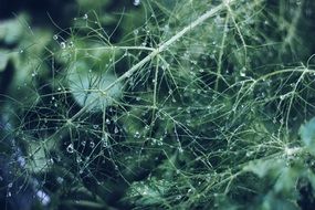 green plants with water drops