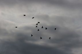 silhouettes of birds against a dark sky