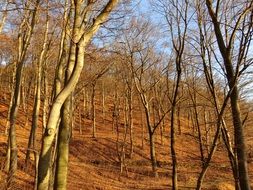 forest trees in the sun in autumn