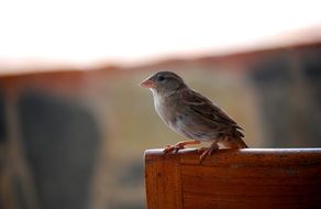 female sparrow perched wooden bar