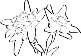 graphic image of silhouettes of edelweiss
