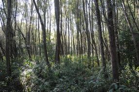 thickets in the riparian zone