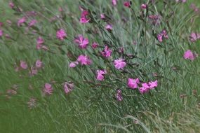 pink meadow flowers in summer