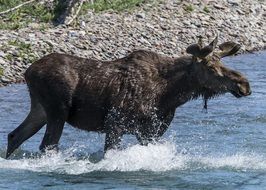 moose in the water close-up