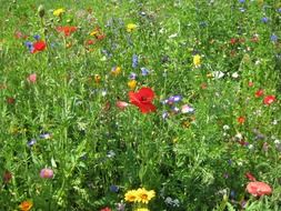 meadow with mixed wild flowers
