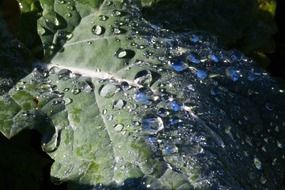 beet leaf with dew