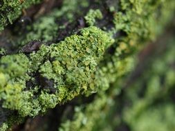 macro picture of green fungus moss