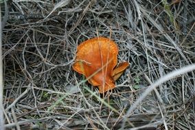 bright mushroom in the forest