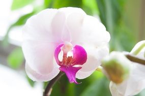 white with purple orchid flower