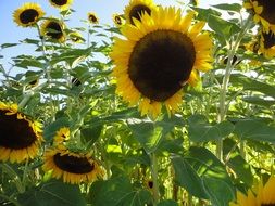 sunflowers flowers sun nature