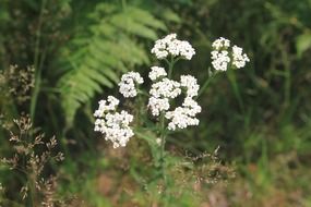 White achillea flower