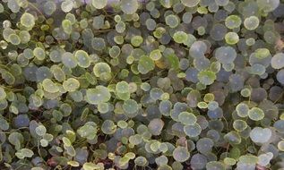 green leaves of clover with different shades in nature