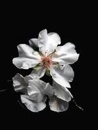 white flowers in the dark