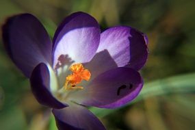 violet crocus bloom