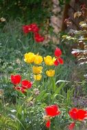 yellow and red tulips in the garden