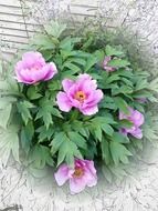 peony pink flower nature