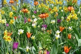 extraordinarily beautiful tulips