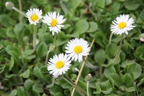 cute little daisy flowers in the garden