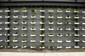 plants grow in bottles on the wall