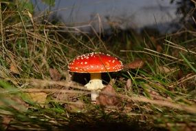 Red fly agaric mushroom in a grass