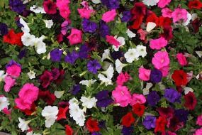 petunia flowers of different colors close-up