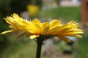 Close-up of the beautiful yellow gerbera on a stalk