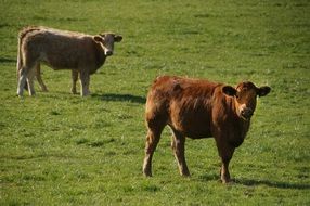 cattle pasture