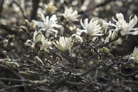 oipened magnolia flowers on the tree