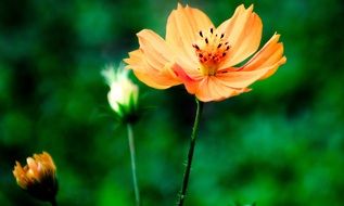 orange garden flowers closeup