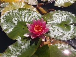 water lily in a little pond