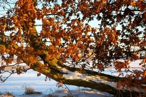 dry leaves on a tree branch in winter