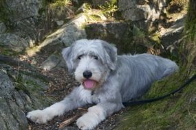 white dog on the rocks in the forest