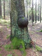 stunning tree sprouted grains