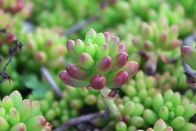 sprouts of small plants