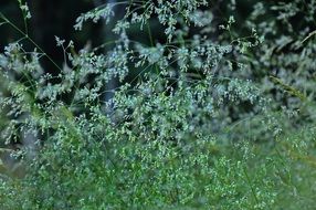 flowering grass