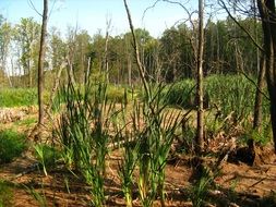 Trees on the swamp on a sunny day