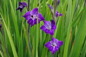 Violent gladiolus in green grass