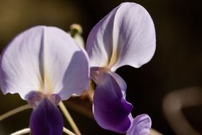 wisteria- climbing plants