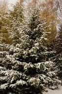 green spruce in the snow