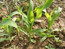 green sprouts of corn and weeds on the field