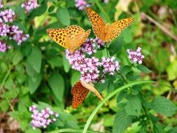 magnificent butterfly forest