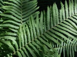 green fern leaves at dusk