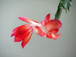 weihnachtskaktus red plant