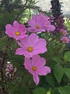 pink botanical flowers on the lawn
