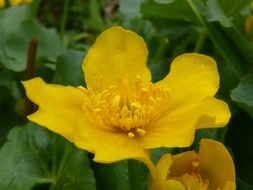 yellow blossom in spring