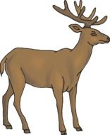 image of brown deer