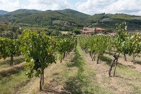 hillside vineyards