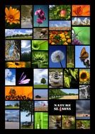 collage of seasonal flowers