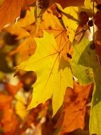 autumn leaves in a sunny day