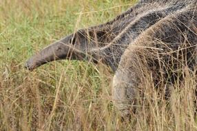 anteater in the grass in a field close-up
